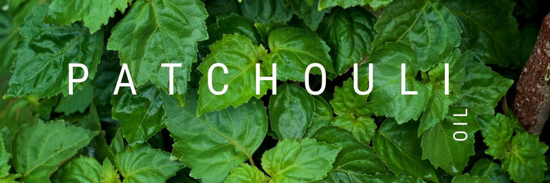 Patchouli Oil - Fragrance and Oils to Mix With - A Girl's Gotta Spa!