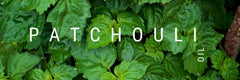 Patchouli Oil - Fragrance and Oils to Mix With - A Girl's Gotta Spa!